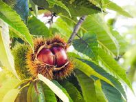 10月のフルーツタルト