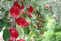 11月のフルーツタルト