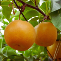 10月のフルーツタルト